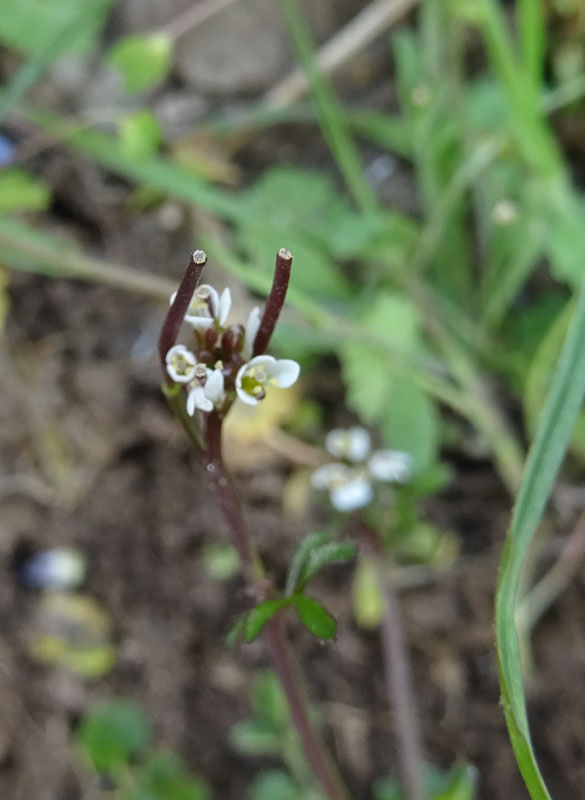 Cardamine hirsuta - Brassicaceae (Cruciferae)